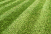 Click here to find out more about lawn